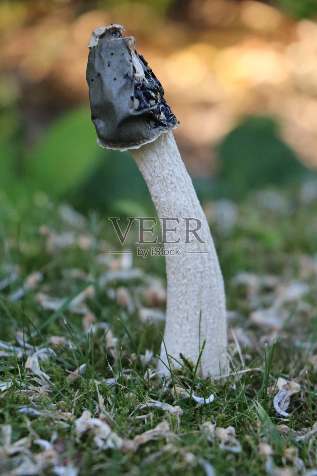 英国的奇幻真菌照片摄影图片