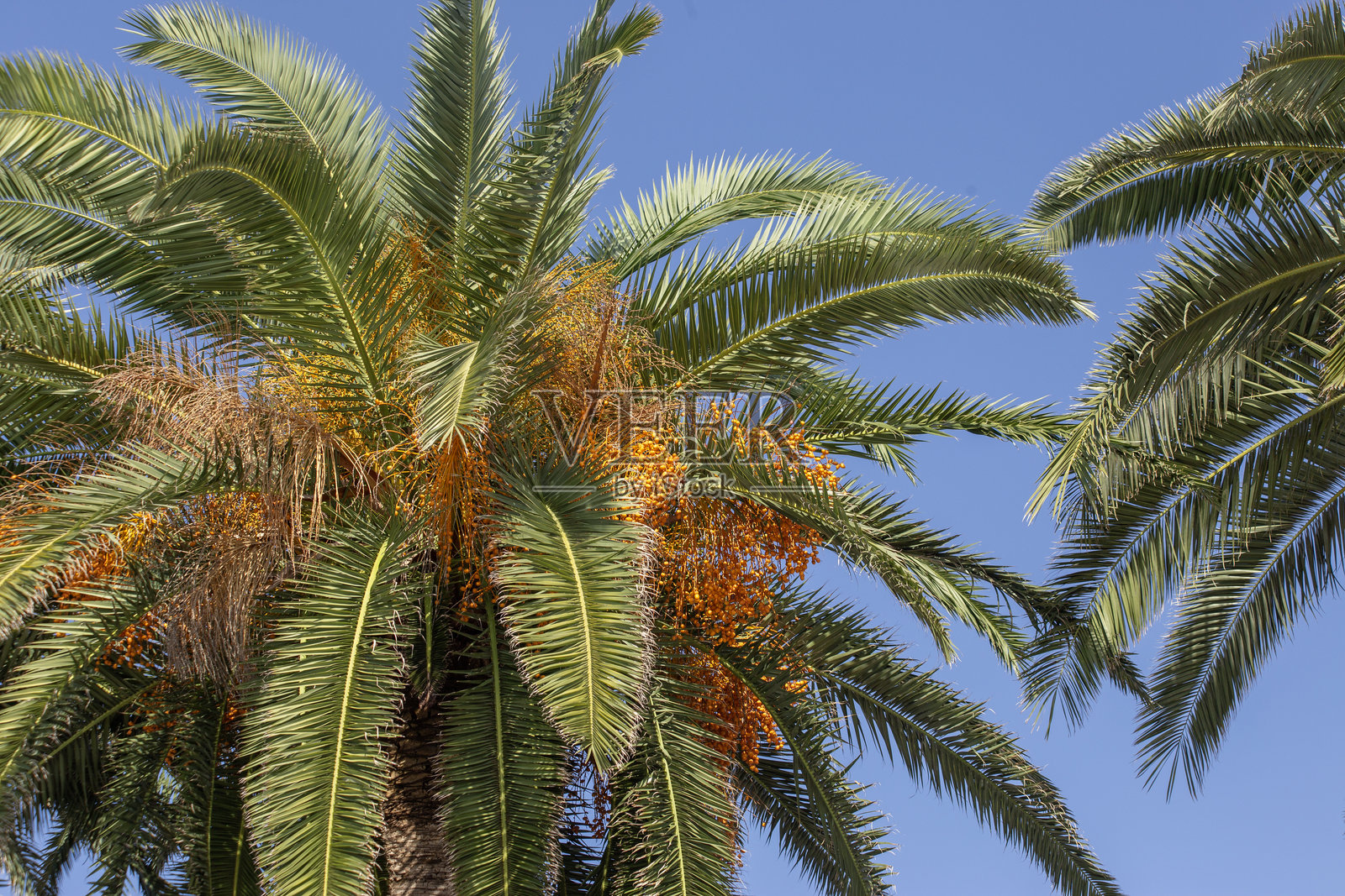 十一月在黑山的蓝天背景下的棕榈树与枣子。照片摄影图片