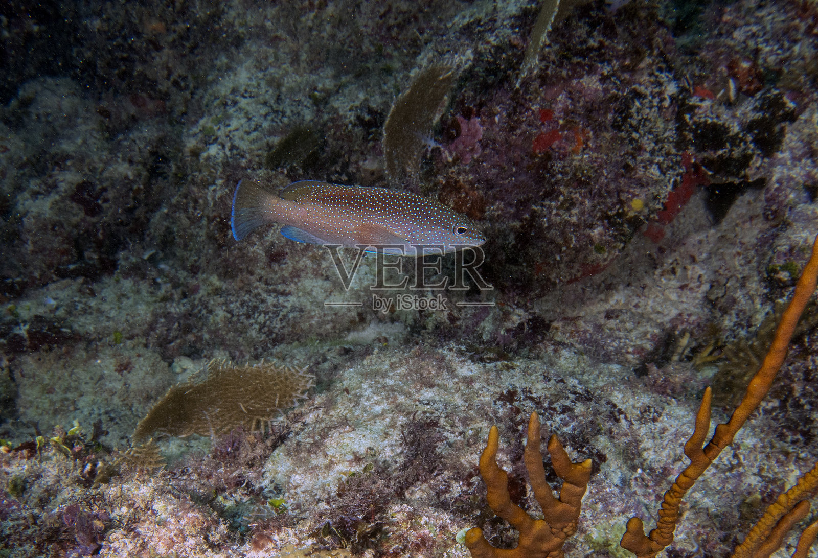 在多米尼加共和国的蓬塔卡纳，一只海鳗（Cephalopholis fulva）照片摄影图片