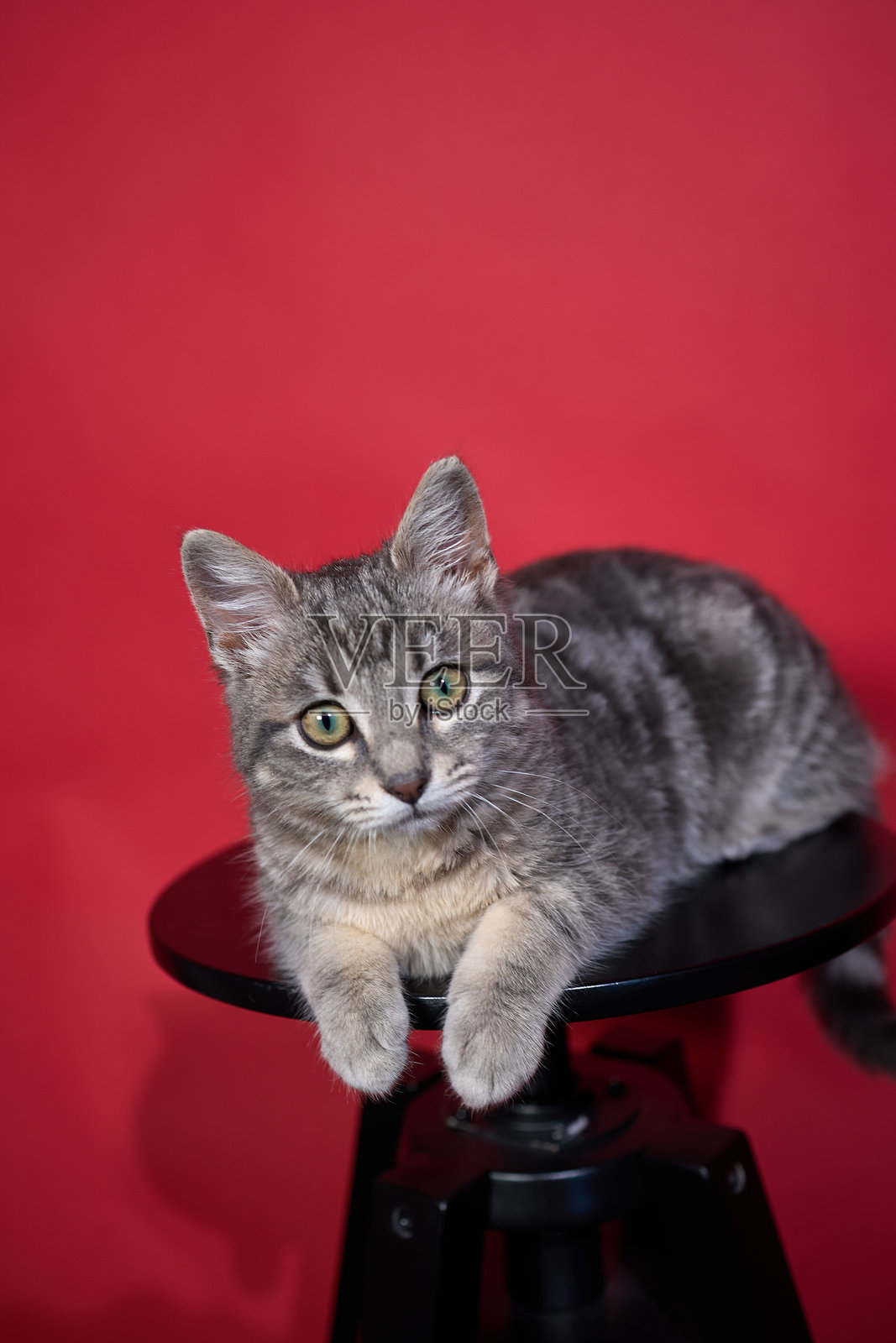 小猫在生命的头几个月里摆姿势照片摄影图片