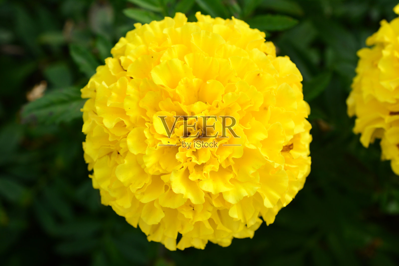 黄色万寿菊特写俯视背景照片摄影图片