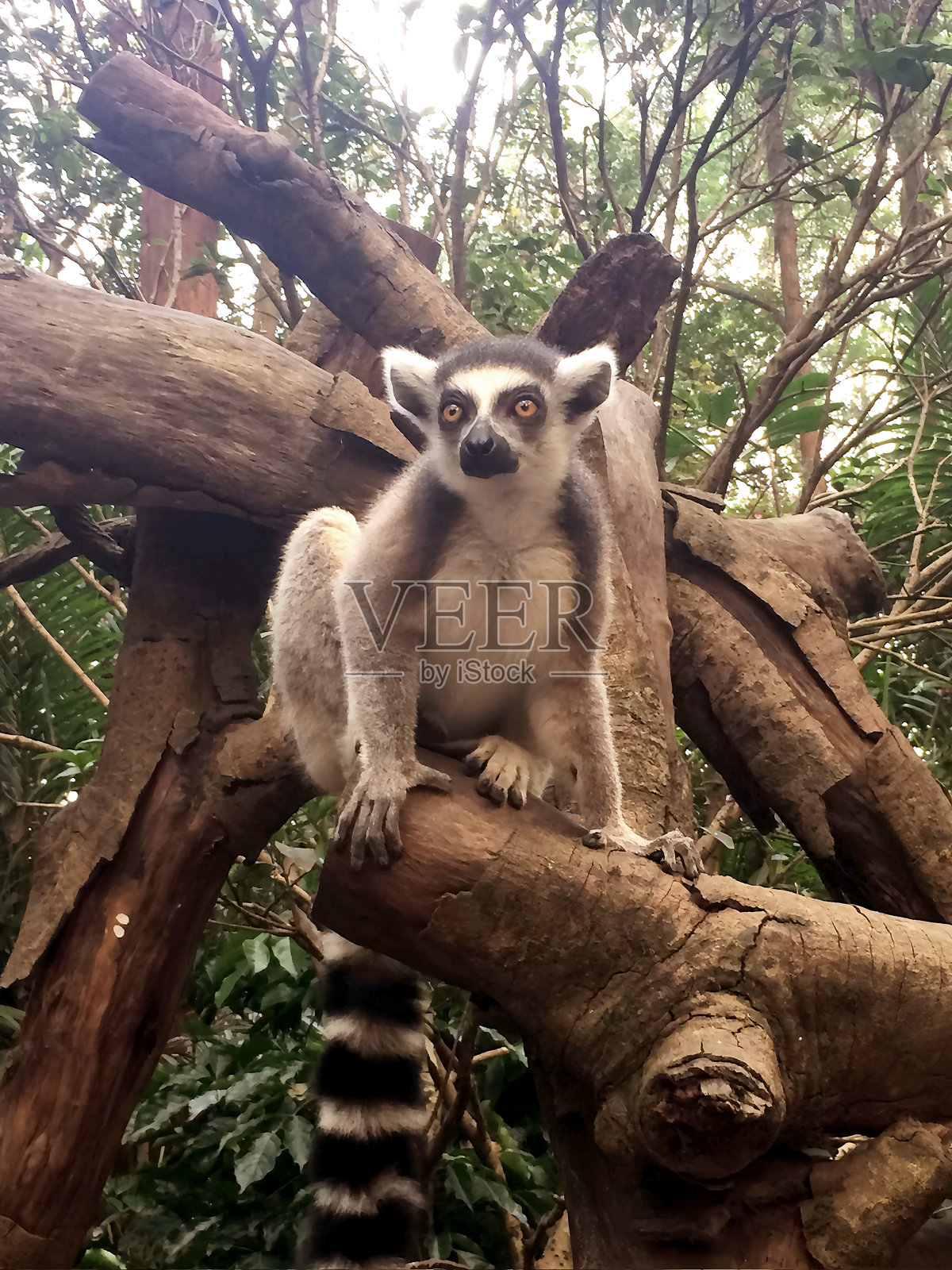 树上的环尾狐猴照片摄影图片