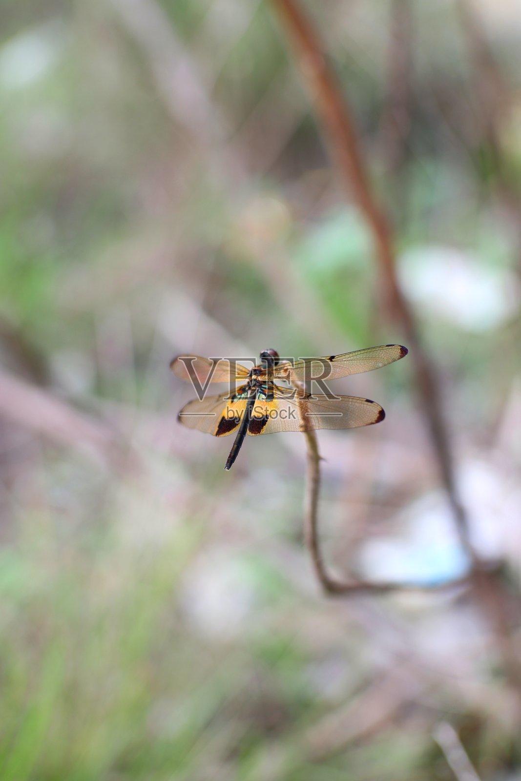 一张细致的特写镜头，捕捉到一只蜻蜓栖息在细枝上，背景是模糊的自然环境。照片摄影图片