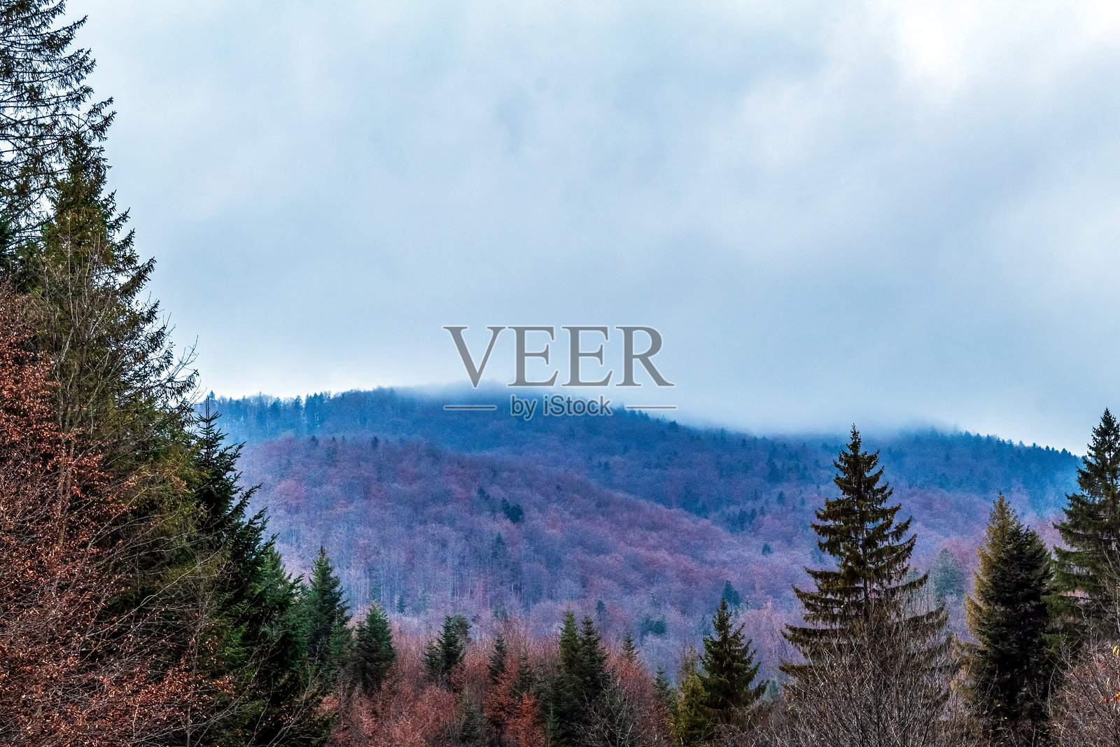 风景 - 森林 - 欧洲，罗马尼亚，苏恰瓦地区照片摄影图片