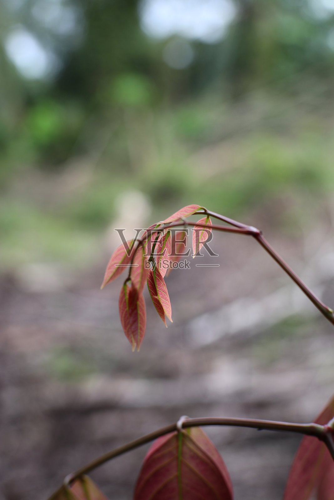 树枝上红色叶子的特写镜头，背景是模糊的自然景色照片摄影图片