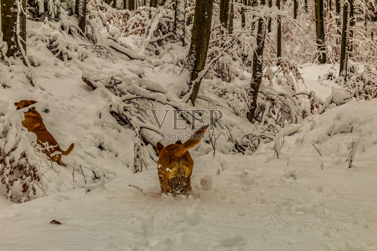 风景 - 森林 - 欧洲，罗马尼亚，苏恰瓦地区照片摄影图片