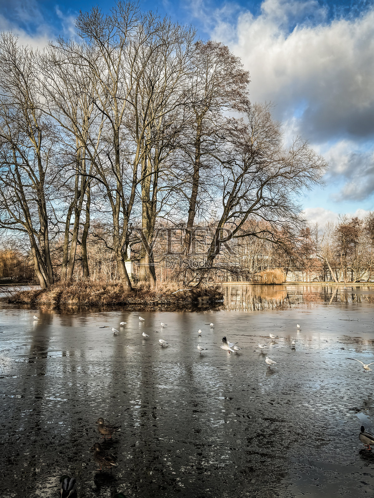 秋季公园湖中的小岛照片摄影图片