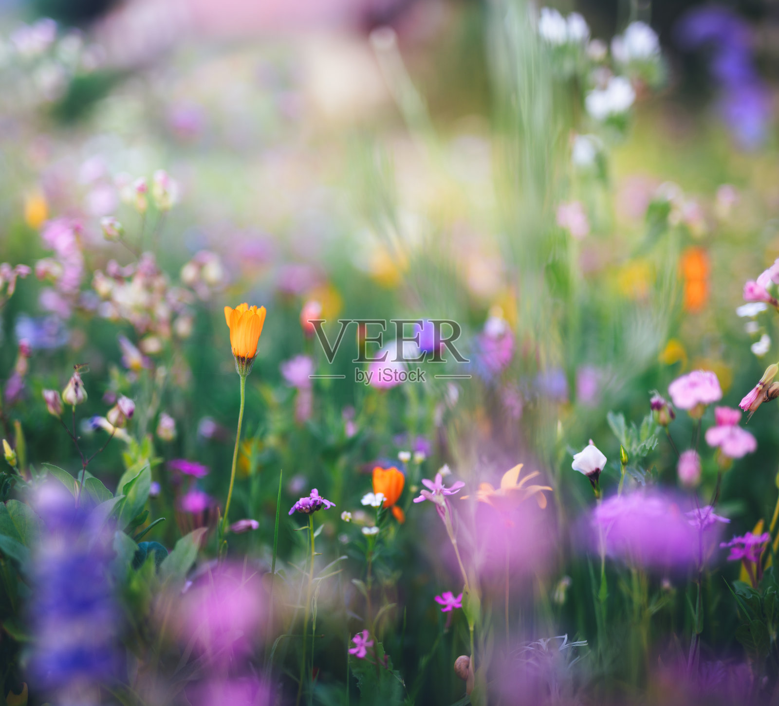生机勃勃的夏季草地与花朵照片摄影图片