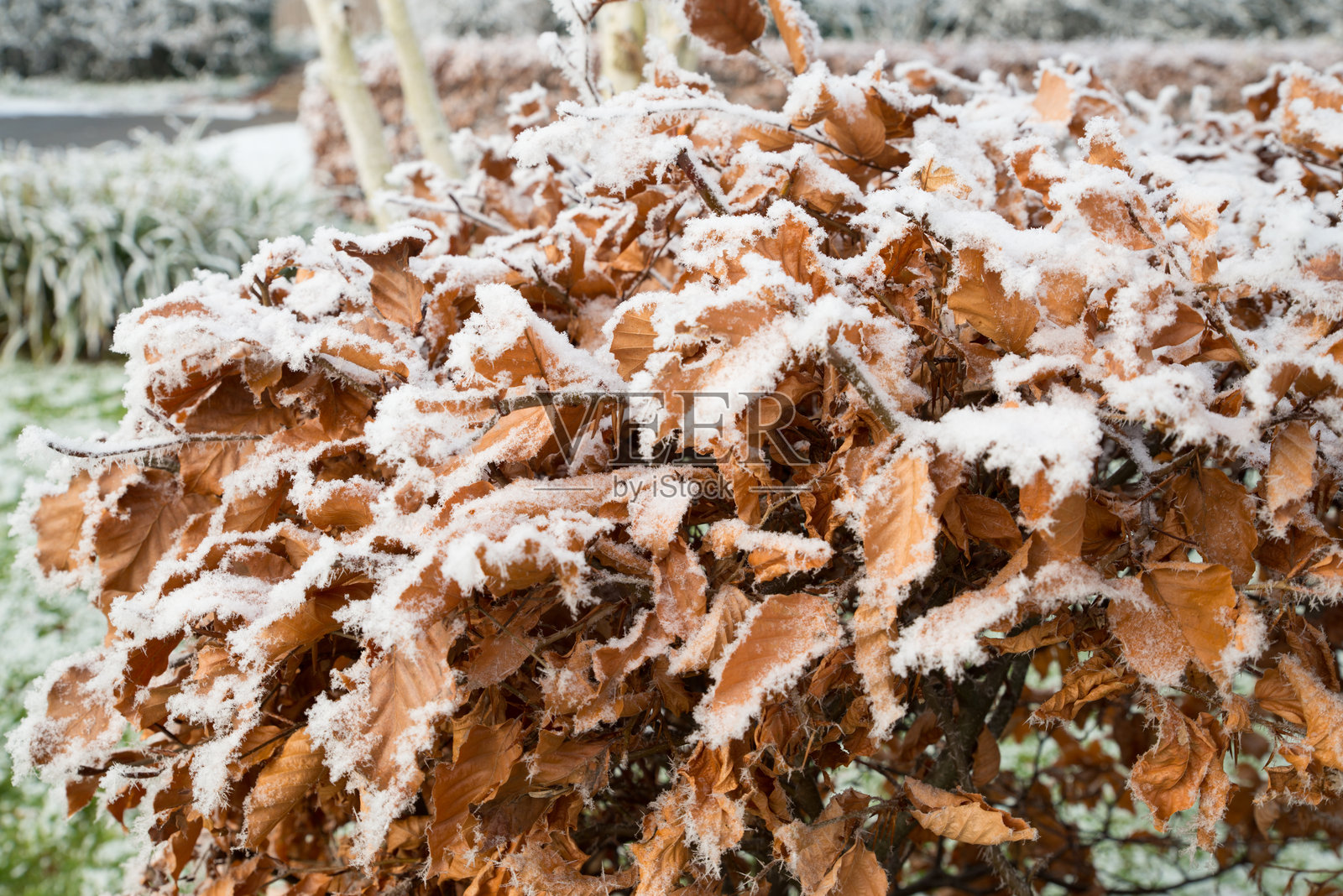 美丽灌木植物的特写，棕色叶子上覆盖着白色尖刺霜，外面是寒冷的冬季冰天。照片摄影图片