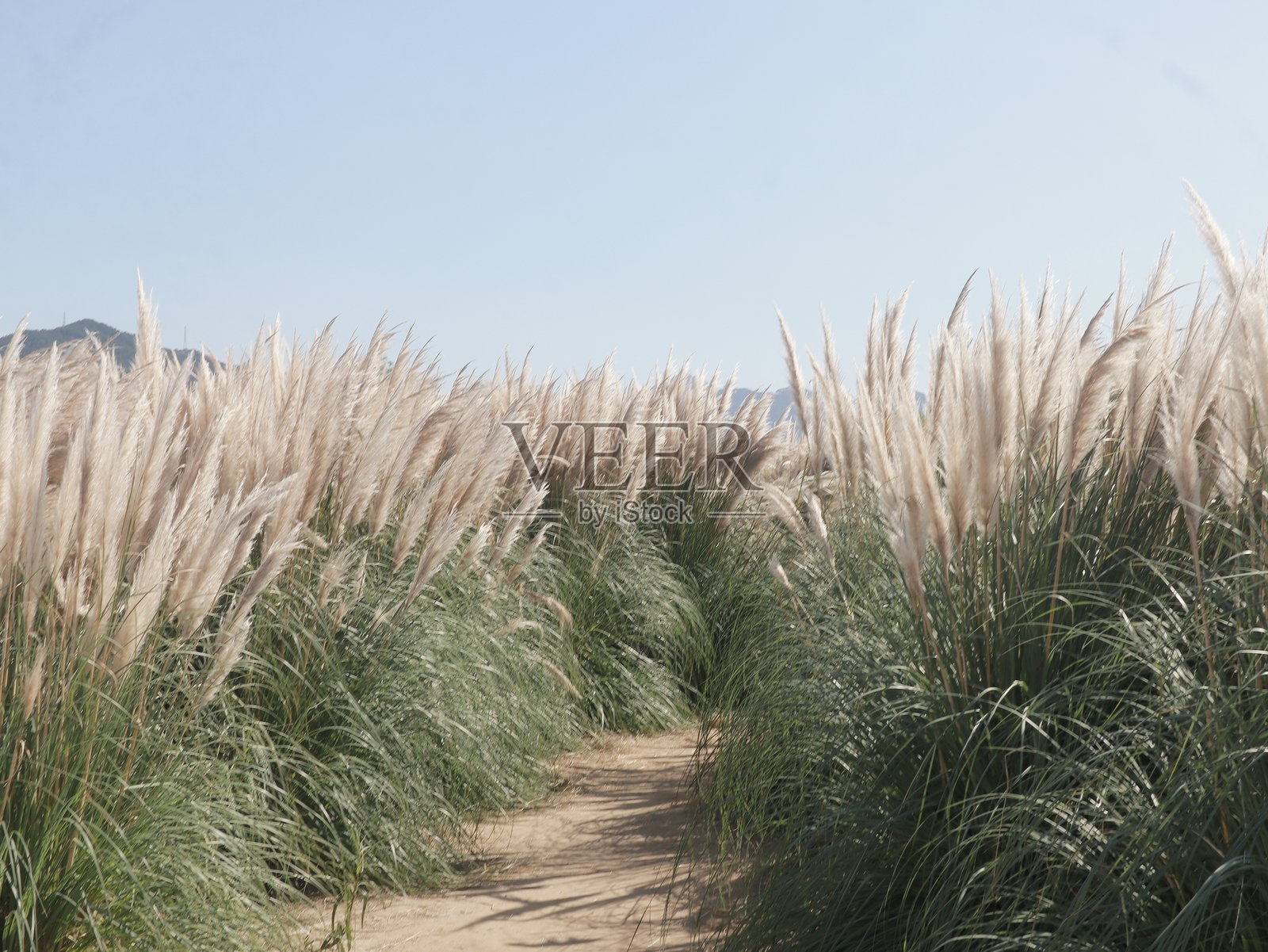 风的气息照片摄影图片