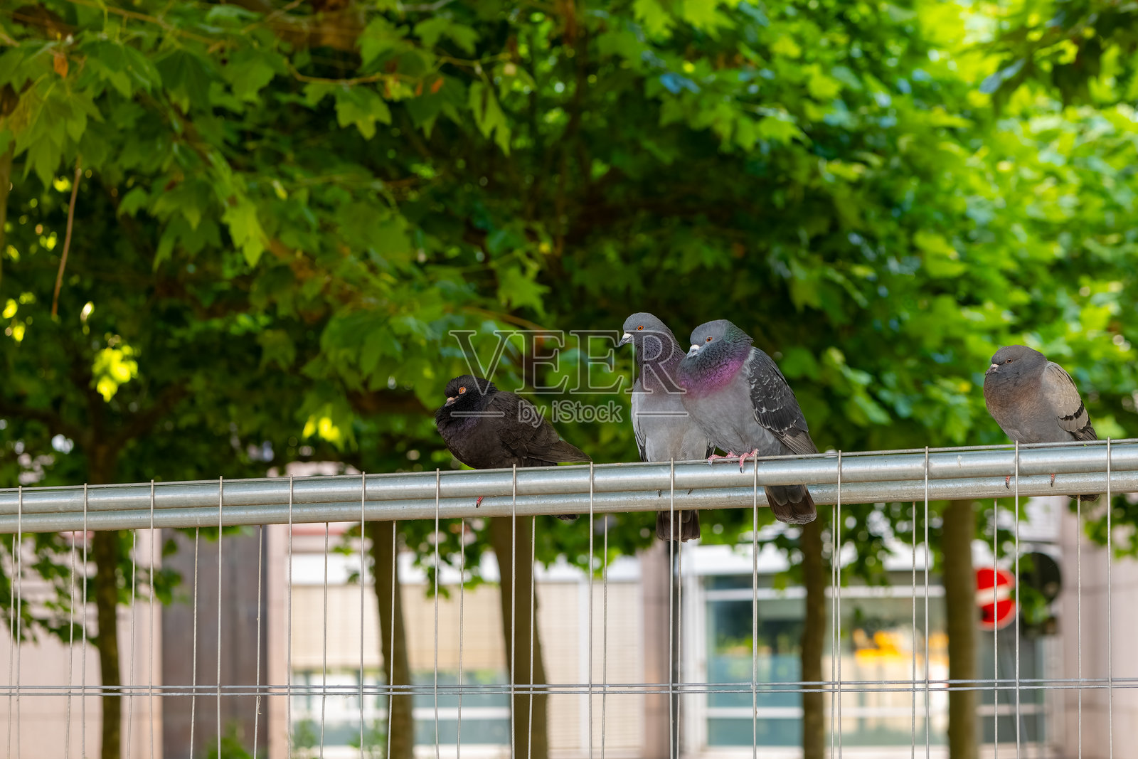 城市公园的围栏上栖息着鸽子，阳光明媚，绿叶成荫。照片摄影图片