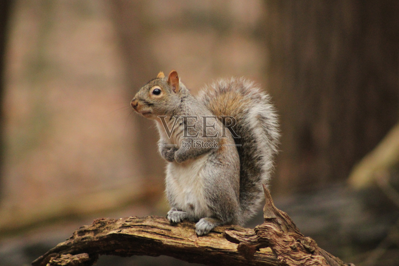 松鼠坐在树枝上照片摄影图片