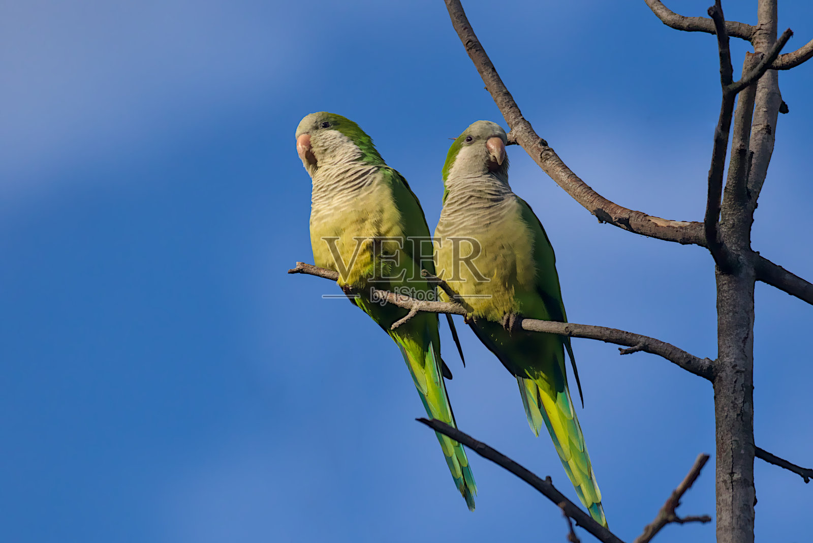 两只明亮的绿色鹦鹉优雅地并排栖息在光秃的树枝上，蓝天映衬着它们的身影。照片摄影图片