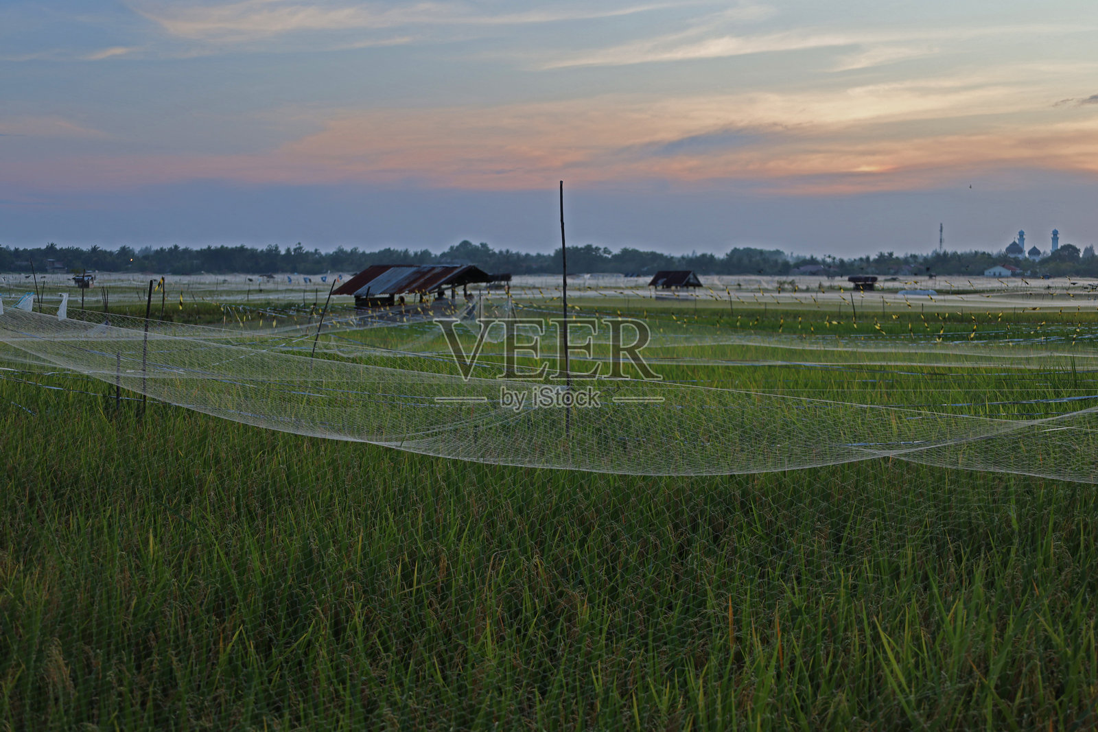 下午的稻田区域照片摄影图片