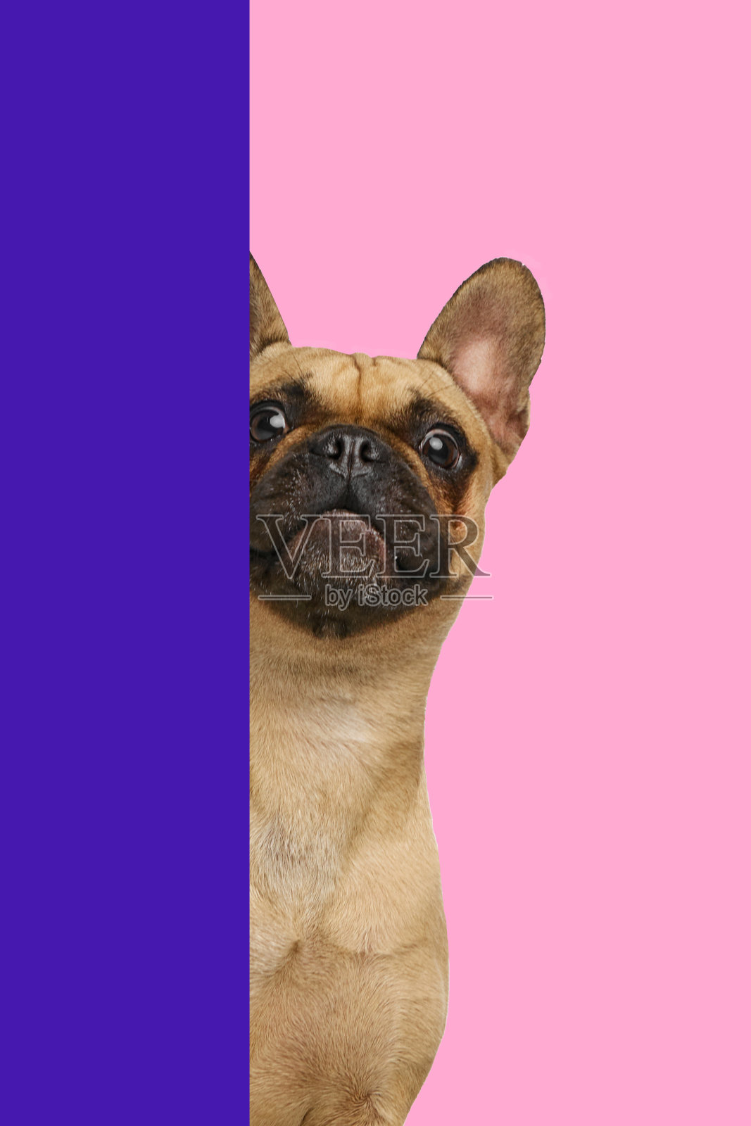 概念图形设计。棕色法斗狗好奇地探头，耳朵竖起，背景为紫色和粉色的分割。照片摄影图片