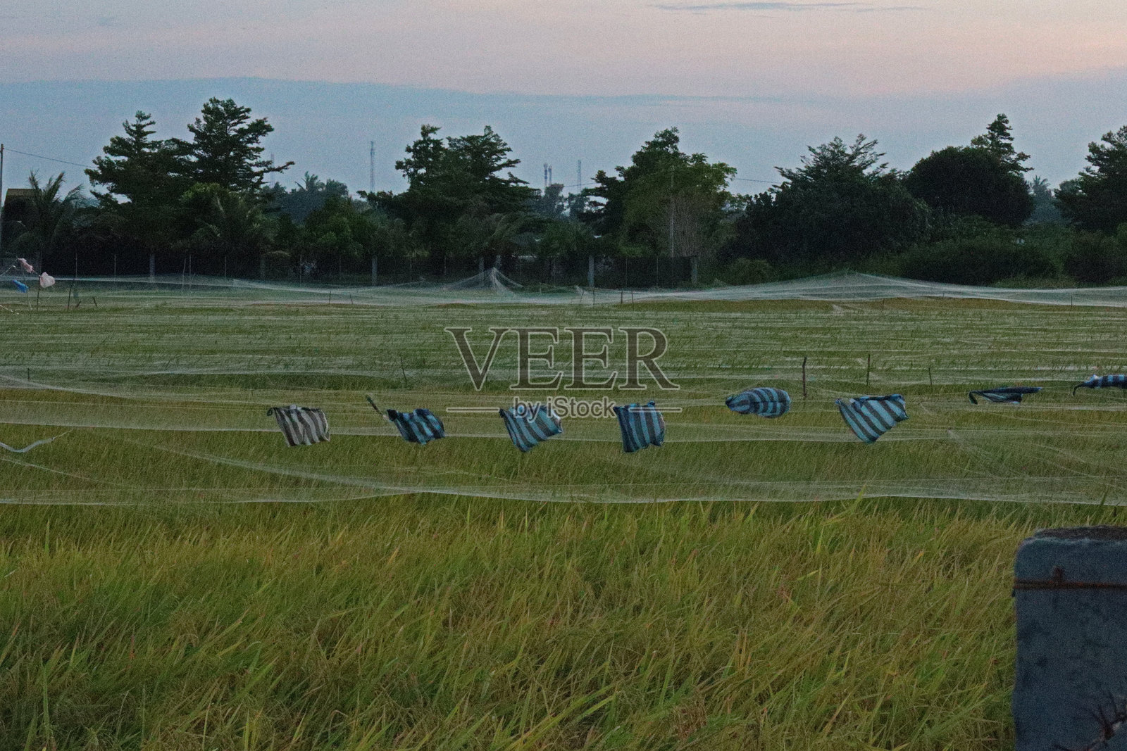 下午的稻田区域照片摄影图片