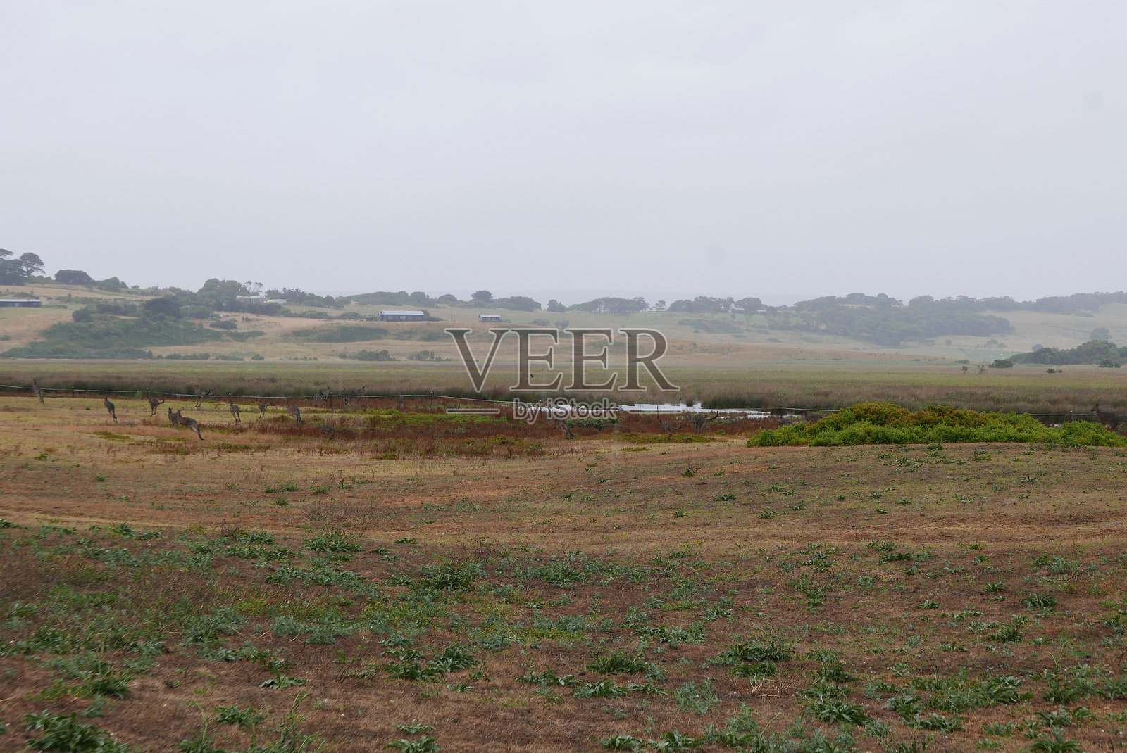 维多利亚州大洋路上的野生袋鼠，这是一条以十二使徒、崎岖悬崖、郁郁葱葱的雨林、海滩和迷人的海滨小镇而闻名的风景优美的海岸公路。照片摄影图片