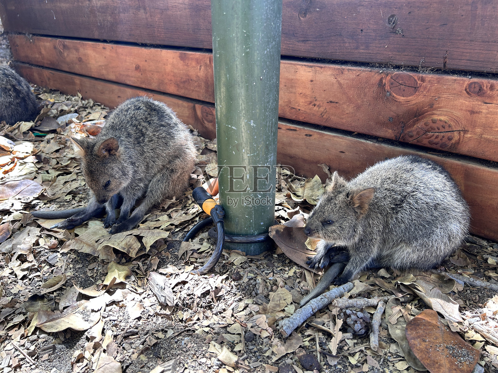 罗特尼斯岛位于珀斯附近，拥有清澈的海水，非常适合游泳、浮潜和潜水。这里原始的海滩、丰富的海洋生物以及友好的短尾矮袋鼠使其成为游客的天堂。照片摄影图片