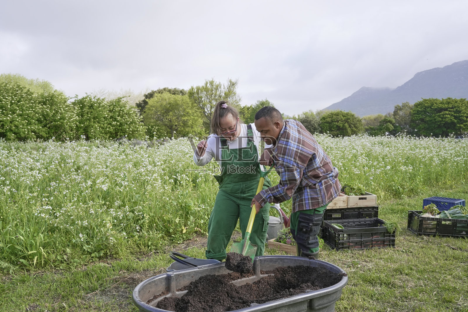 两位农民在巨大的花盆里铲土照片摄影图片