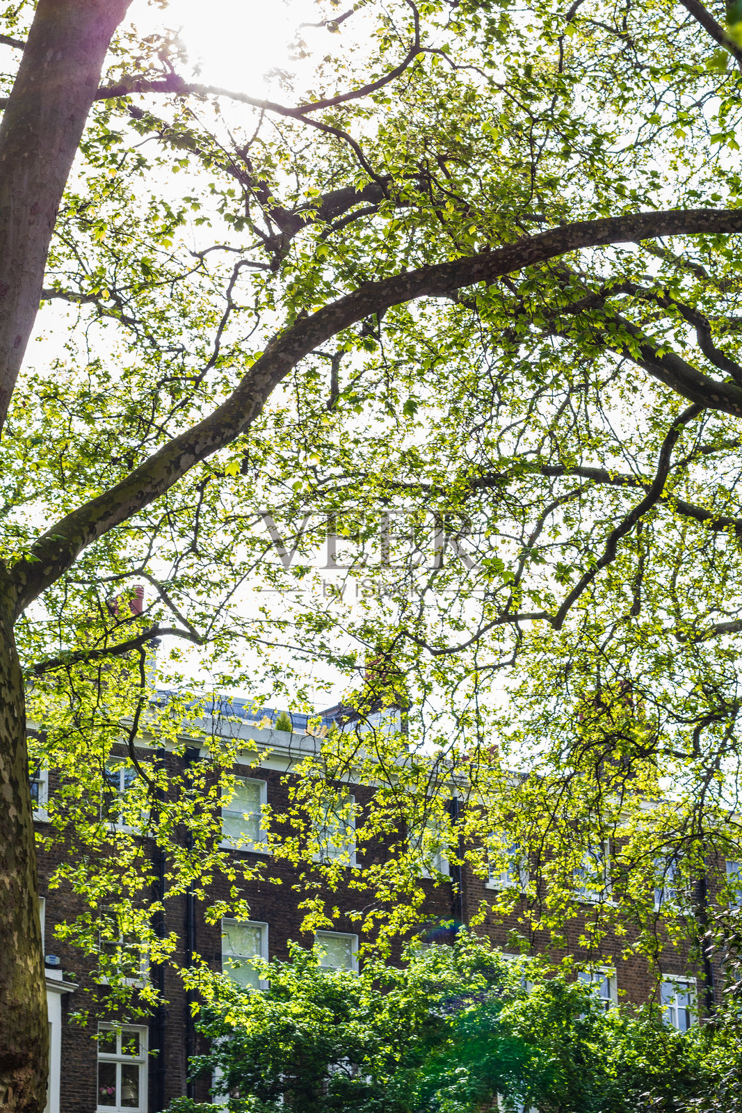 阳光照耀下的明亮绿色叶子与历史悠久的砖建筑相映成趣照片摄影图片