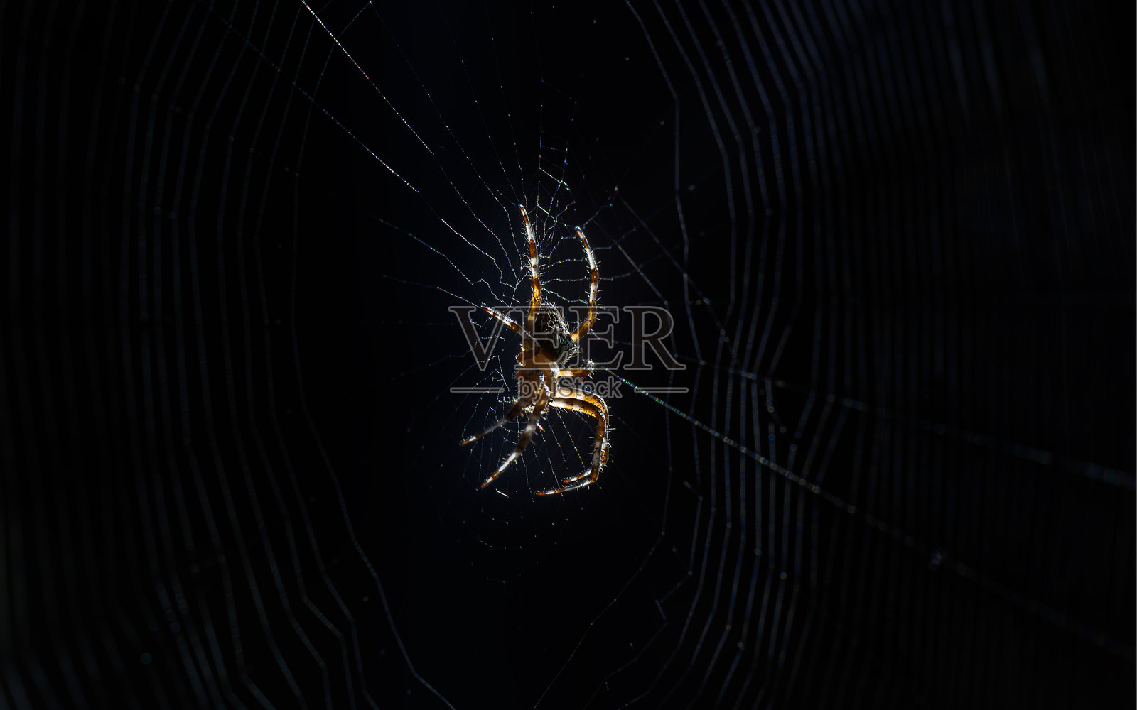 蜘蛛已经准备好它的网，正在等待猎物。照片摄影图片