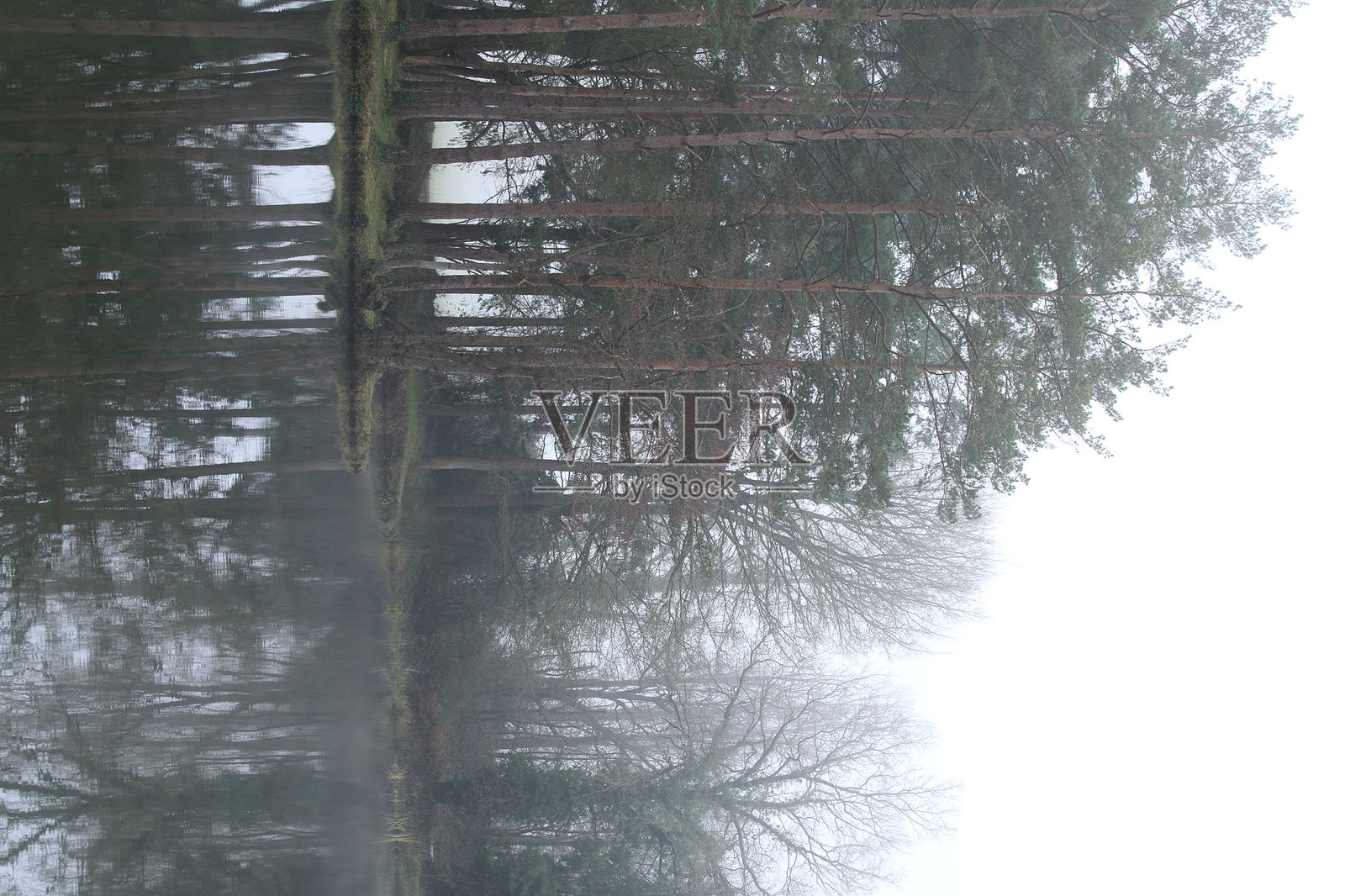 池塘边缘的树木照片摄影图片