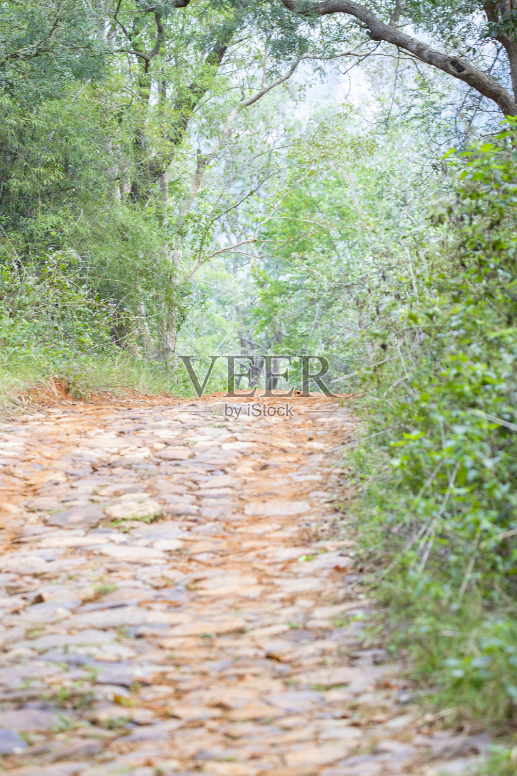 印度东高止山的森林道路照片摄影图片