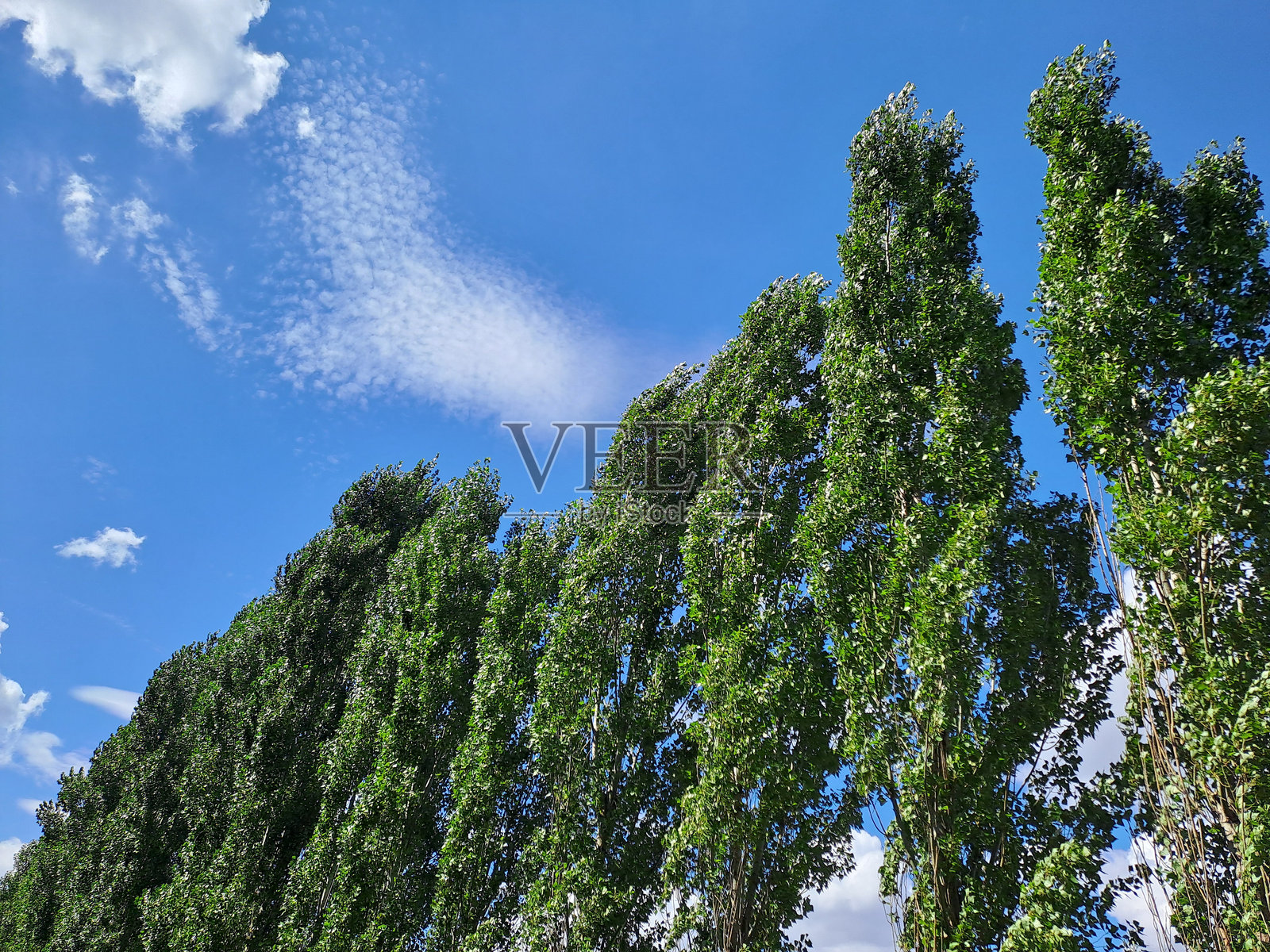 树木与天空相映照片摄影图片