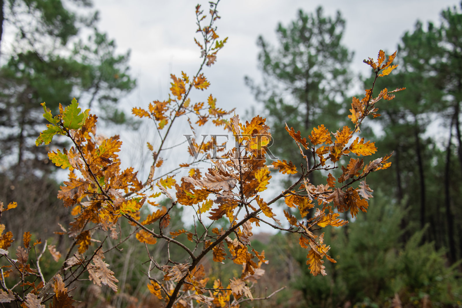 一根带有金色叶子的树枝的照片。背景中有其他绿色树木，模糊得很厉害。照片摄影图片
