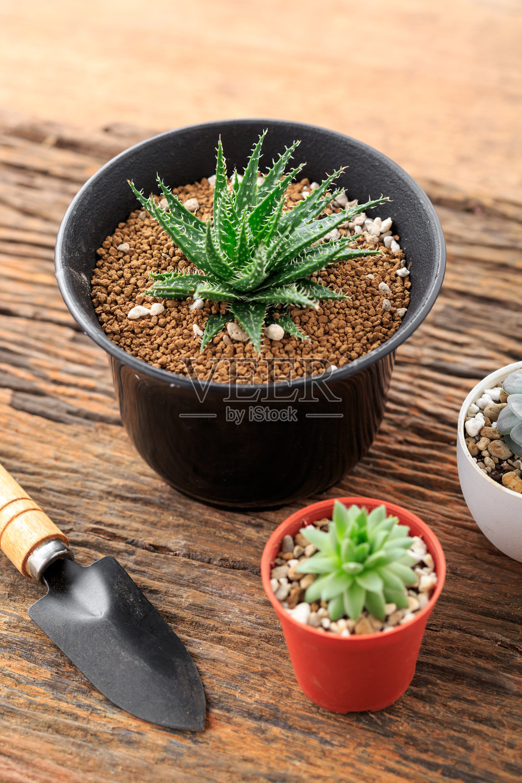 木质背景上的盆栽仙人掌照片摄影图片