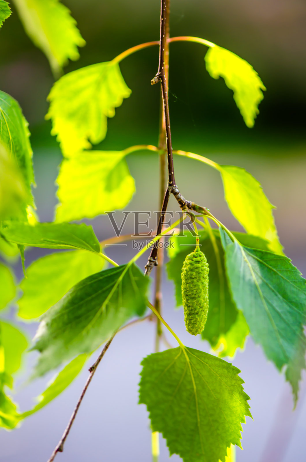 白桦树的绿叶照片摄影图片