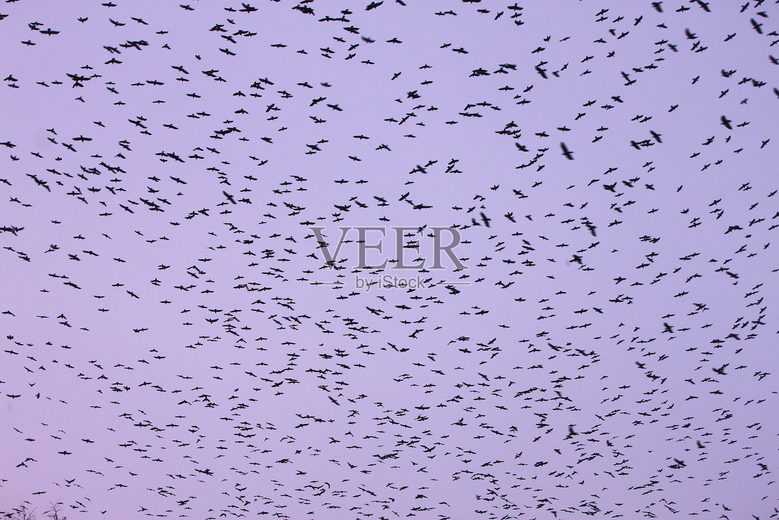一大群鸟在飞翔照片摄影图片