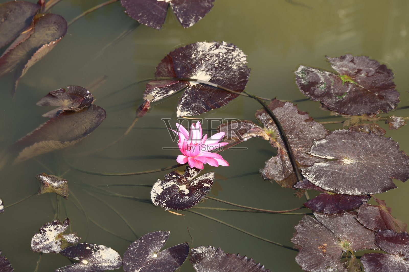 一朵粉色的睡莲花漂浮在古老池塘的水面上，周围是带有黑点的深绿色叶子照片摄影图片