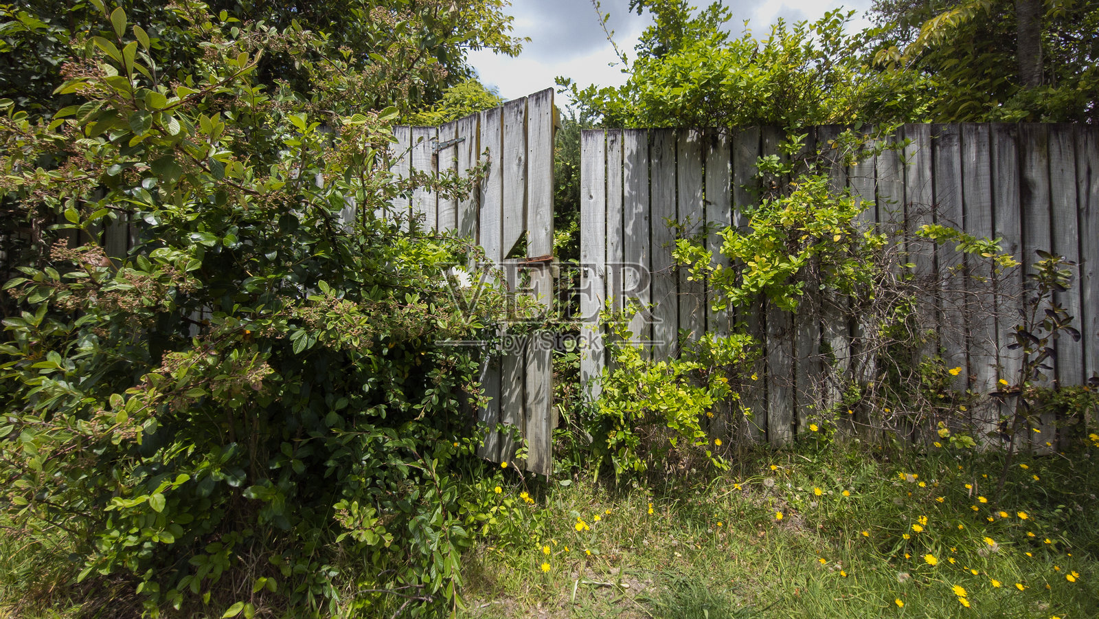被植物覆盖的木栅栏和大门照片摄影图片