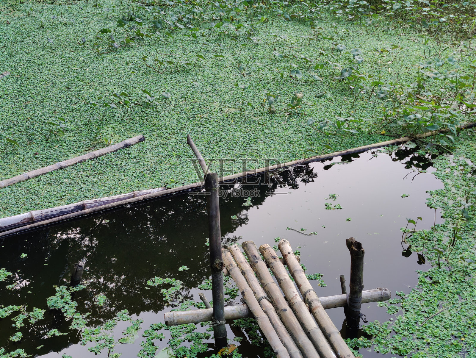村子里的小池塘照片摄影图片
