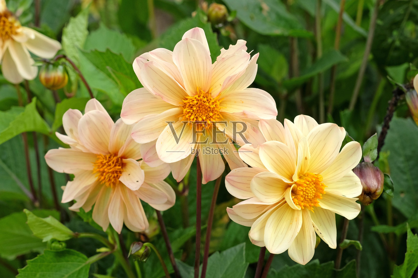 杏色大丽花在盛开。照片摄影图片