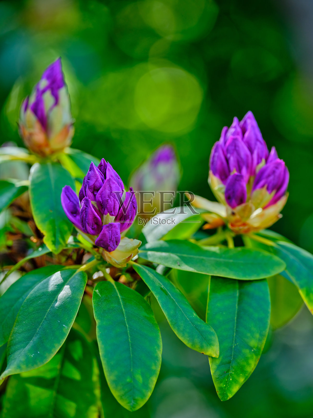 鲜艳的杜鹃花蕾在户外绿色虚化背景下照片摄影图片