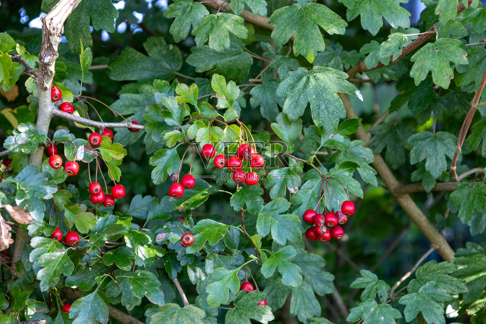 花园中带叶子的山楂果实挂在树枝上。照片摄影图片