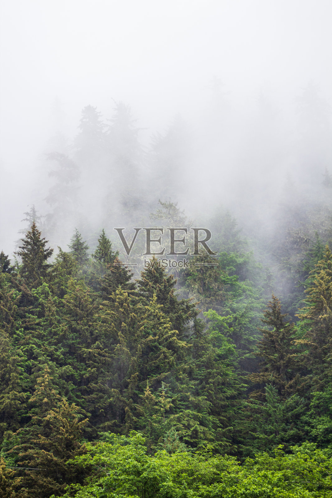 雾气弥漫的针叶林景观，绿意盎然，笼罩在雾中照片摄影图片