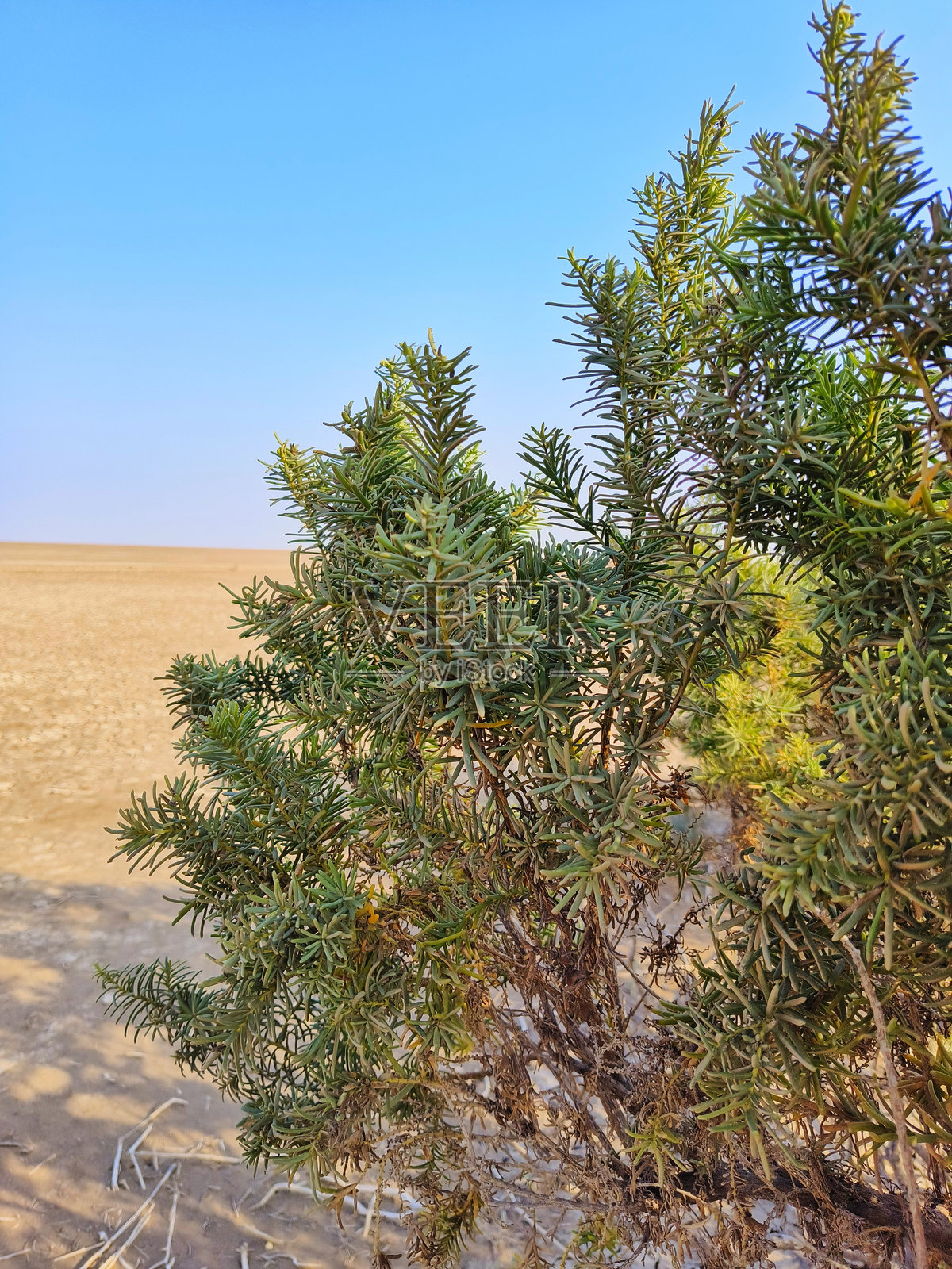 小库奇的植物照片摄影图片