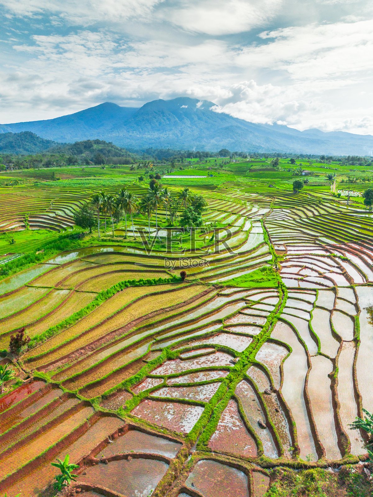 美丽的早晨景色，印度尼西亚全景，稻田与美丽的色彩和自然光的天空照片摄影图片