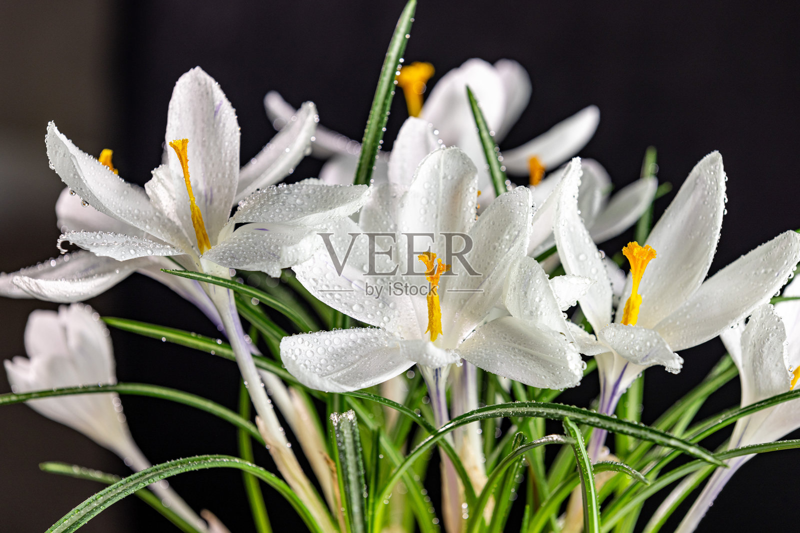 白色番红花在黑色背景上盛开，带有水滴照片摄影图片