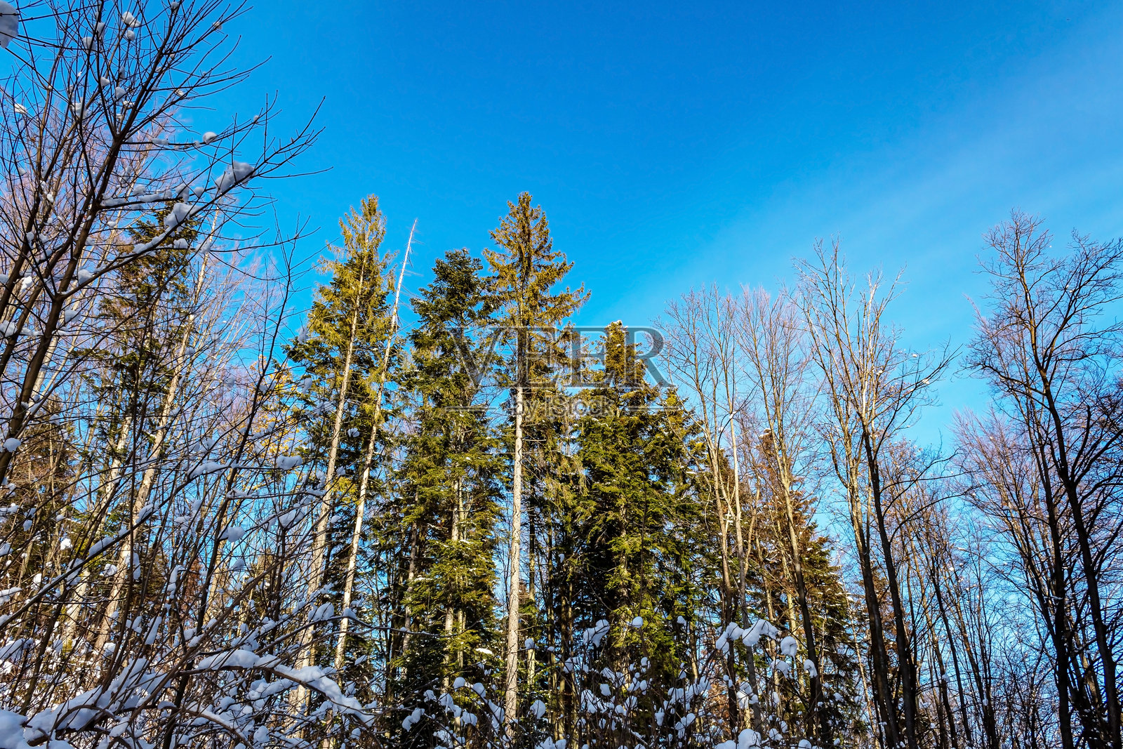 风景 - 森林 - 欧洲，罗马尼亚，苏恰瓦地区照片摄影图片