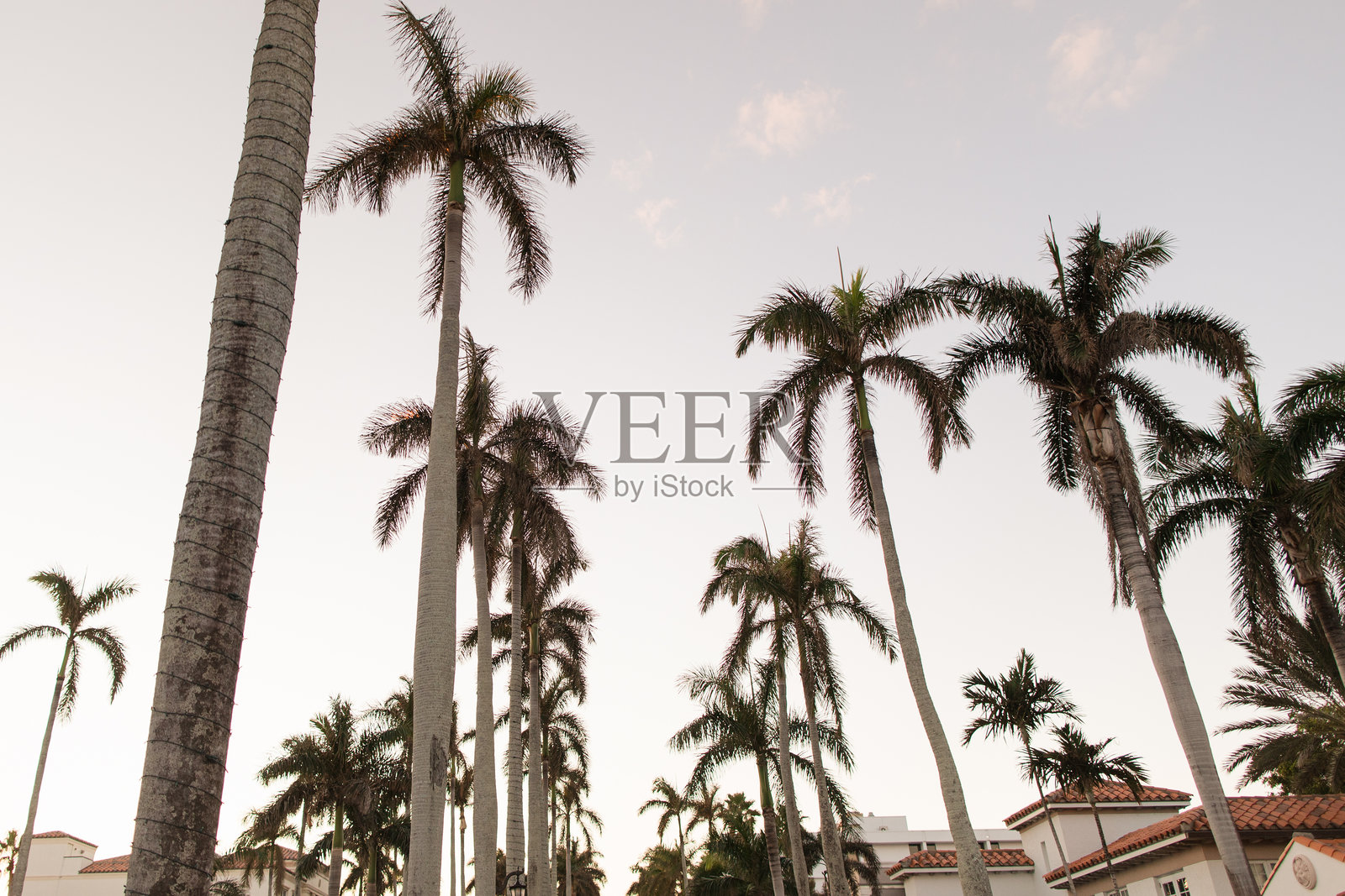 2025年冬季佛罗里达州棕榈滩的棕榈树照片摄影图片