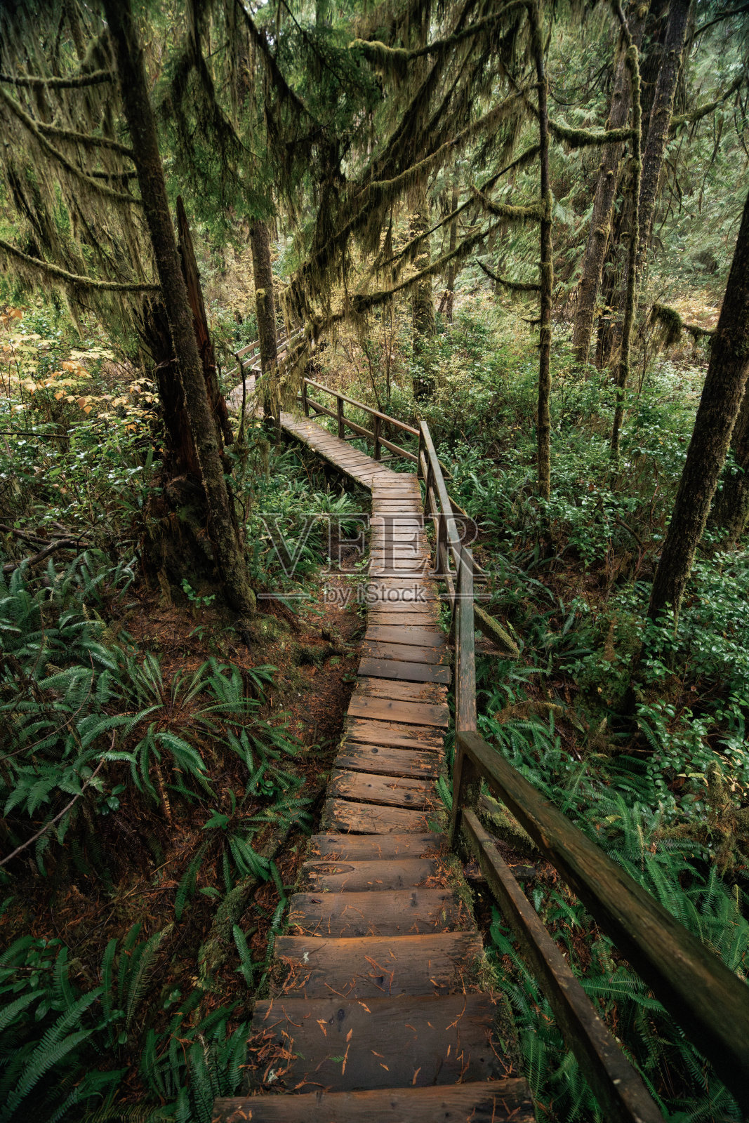 加拿大温哥华岛尤克卢利特的雨林小径 背景 西加拿大不列颠哥伦比亚省照片摄影图片
