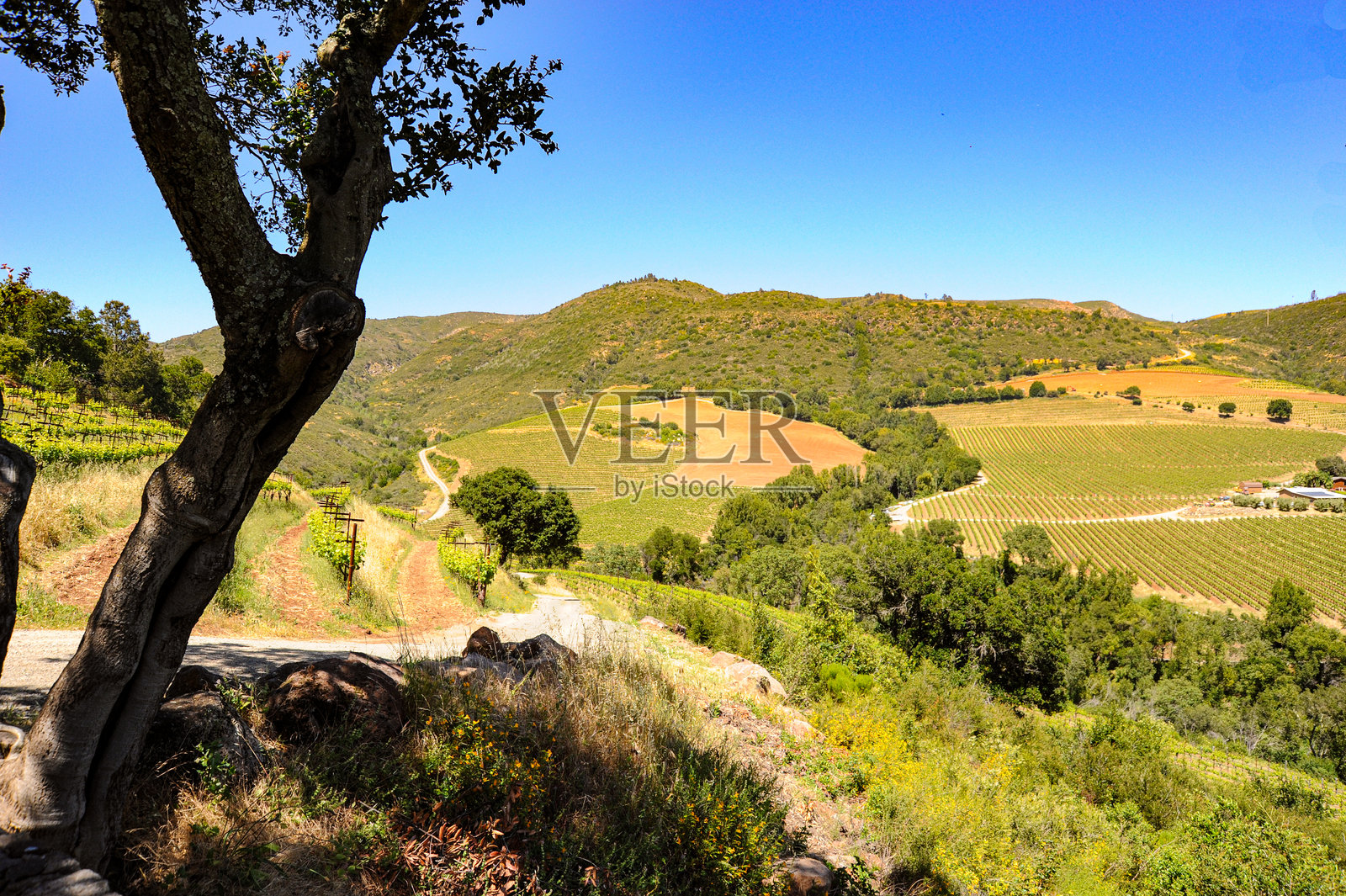 索诺玛是加利福尼亚北部一个风景如画的地区，山坡上遍布葡萄园和酒庄。照片摄影图片