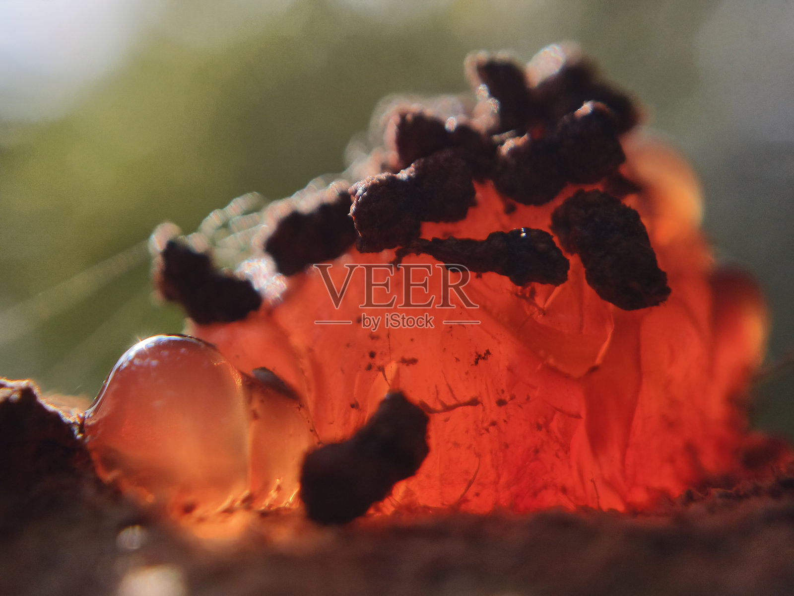 树干上的天然树脂照片摄影图片