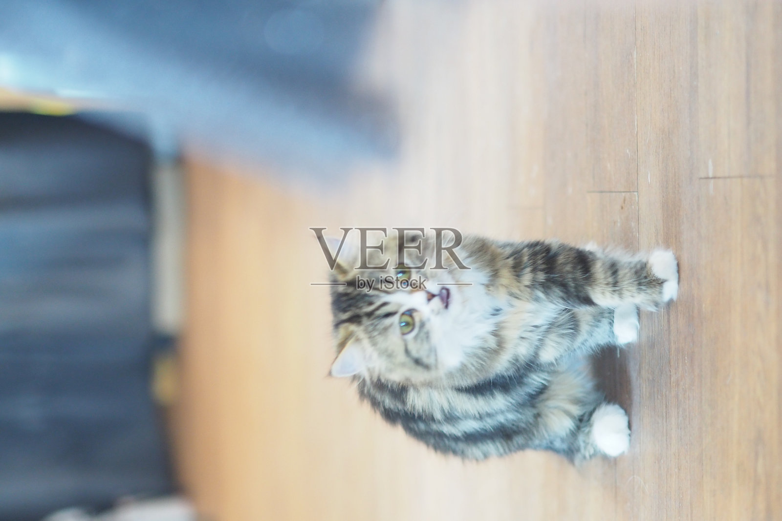 可爱的猫咪照片摄影图片