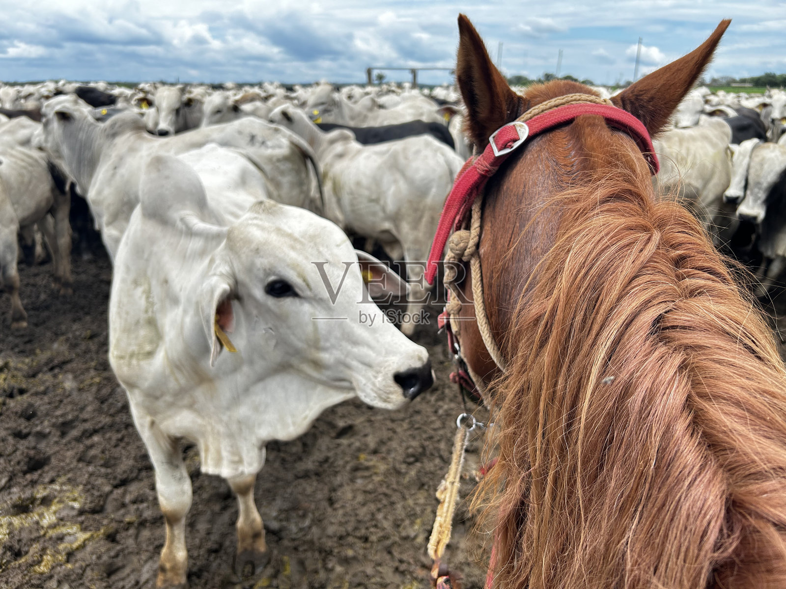 马在高强度草地系统项目中寻找一群奈洛尔牛。牲畜牧场照片摄影图片