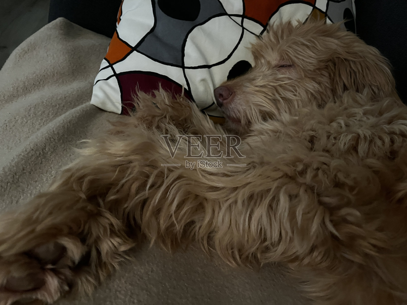 可爱的毛茸茸的狗狗在沙发上舒适地睡着，旁边有一个五彩斑斓的枕头。照片摄影图片